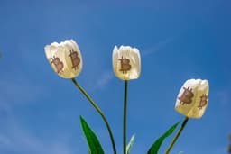 Tulpen und Bitcoins